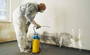 Why You Should Choose Our Mold Remediation Services in East Dubuque, IL