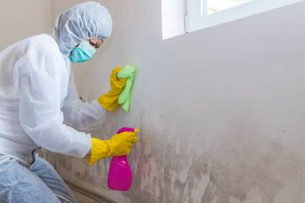 Best Commercial Mold Inspection  in East Dubuque, IL