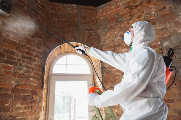 Professional Mold Inspection in East Dubuque, IL